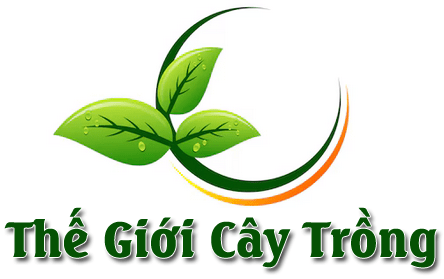 THẾ GIỚI CÂY TRỒNG – BÁN SỈ LẺ CÂY GIỐNG MẢNG CẤU XIÊM, CÂY ĂN QUẢ KHÁC -LH: 0372826929